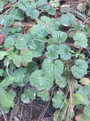 Alchemilla pectinata