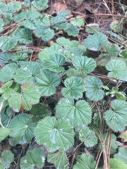 Alchemilla pectinata
