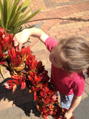 Doryanthes palmeri