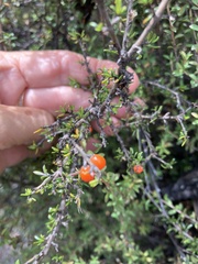 Coprosma cheesemanii