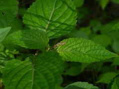 Orthosiphon rubicundus