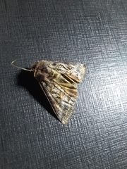 Noctuinae