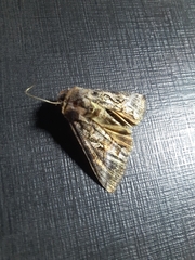 Noctuinae