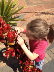 Doryanthes palmeri