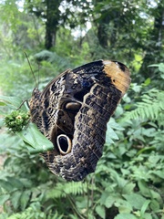 Caligo beltrao
