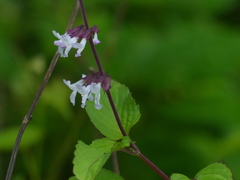 Orthosiphon rubicundus