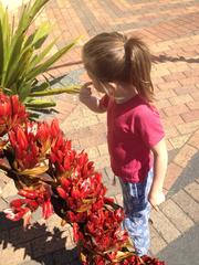 Doryanthes palmeri