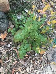 Sairocarpus nuttallianus