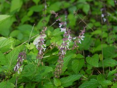 Orthosiphon rubicundus