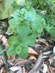 Sairocarpus nuttallianus