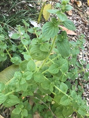 Sairocarpus nuttallianus