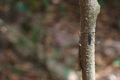 Trichoprosopon digitatum