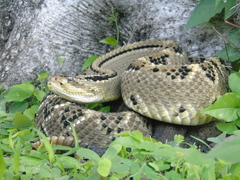 Crotalus culminatus