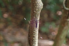 Trichoprosopon digitatum