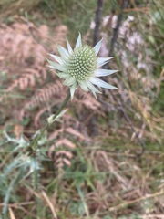 Eryngium heterophyllum
