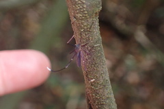 Trichoprosopon digitatum