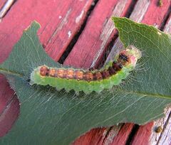 Acronicta radcliffei