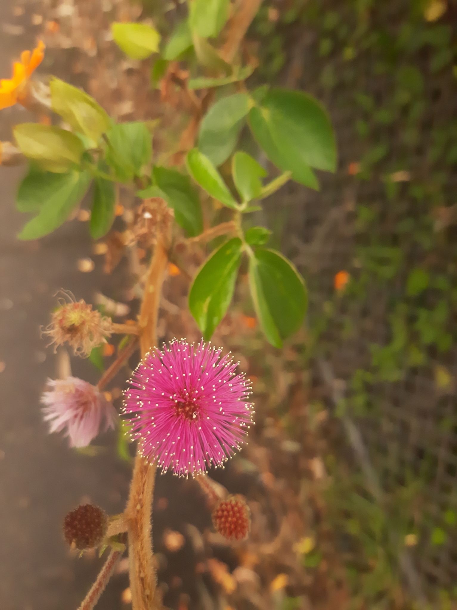 Mimosa image