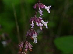 Orthosiphon rubicundus