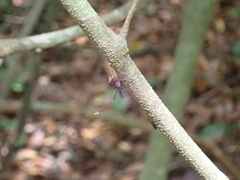 Trichoprosopon digitatum