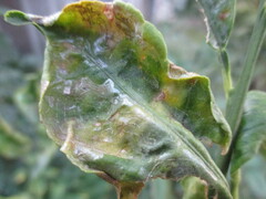 Phyllocnistis citrella