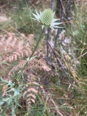 Eryngium heterophyllum