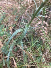 Eryngium heterophyllum