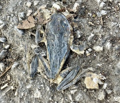 Osteopilus septentrionalis