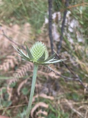 Eryngium heterophyllum