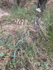 Eryngium heterophyllum