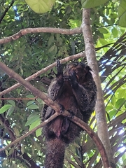 Pithecia chrysocephala