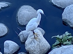 Egretta thula
