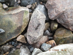 Allocapnia vivipara