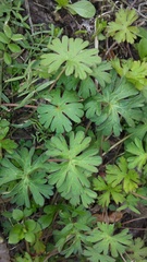 Geranium carolinianum