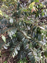 Glochidion acuminatum