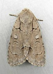 Acronicta radcliffei