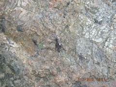 Allocapnia vivipara