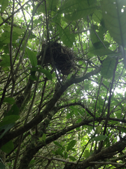 Prosthemadera novaeseelandiae