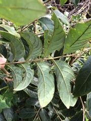 Glochidion acuminatum