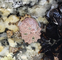 Patelloida corticata