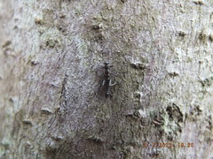 Allocapnia vivipara