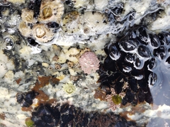 Patelloida corticata