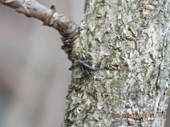 Allocapnia vivipara