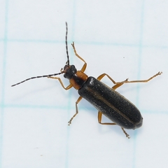 Rhagonycha