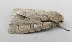 Acronicta radcliffei