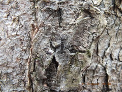 Allocapnia vivipara