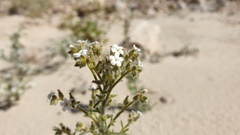 Johnstonella holoptera