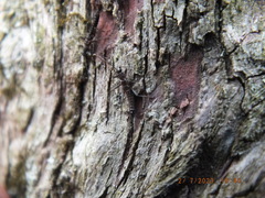 Allocapnia vivipara