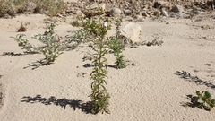 Johnstonella holoptera