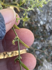 Pectocarya recurvata